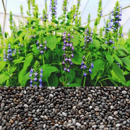 Насіння Шавлії іспанська Чіа 0,5г ТМ LEDAAGRO