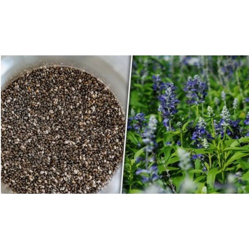 Насіння Шавлії іспанська Чіа 0,5г ТМ LEDAAGRO