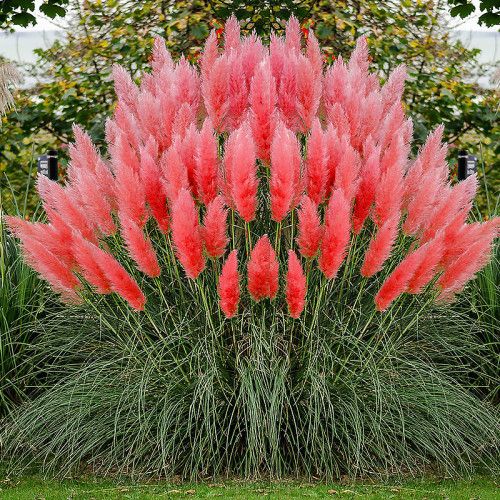 Насіння Кортадерії Пампаське перо суміш 0,02г ТМ Професійне насіння