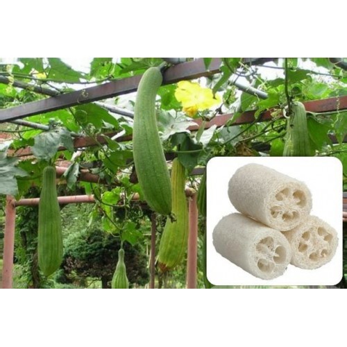 Насіння Люффа-мочалка 5шт ТМ GLSEEDS