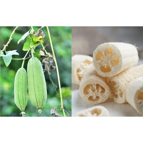 Насіння Люффа-мочалка 5шт ТМ GLSEEDS