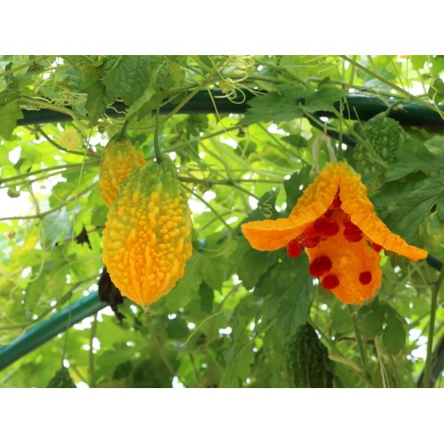 Насіння Момордики Найя 1г ТМ Велес 