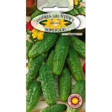 Насіння Огірка Сопліца F1 5г інкруст. ТМ ROLTICO Польща