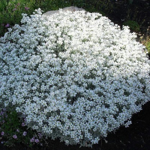 Насіння ясколки біберштейна Сніжок 0,2г ТМ Професійне насіння