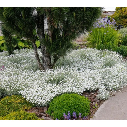 Насіння ясколки біберштейна Сніжок 0,2г ТМ Професійне насіння