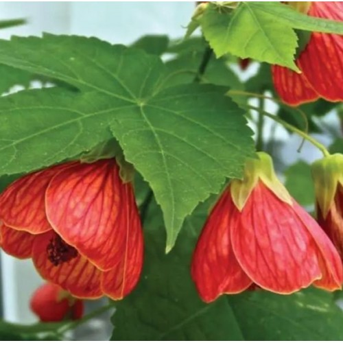 Насіння Абутілону Кімнатний клен суміш 0,1г ТМ GLSEEDS