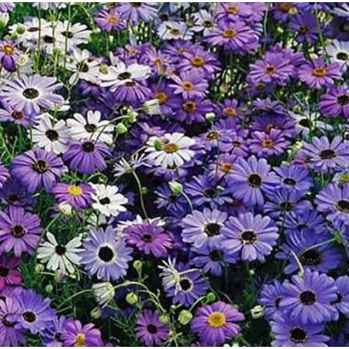 Насіння Брахікоми Палермо 0,2г ТМ GLSEEDS