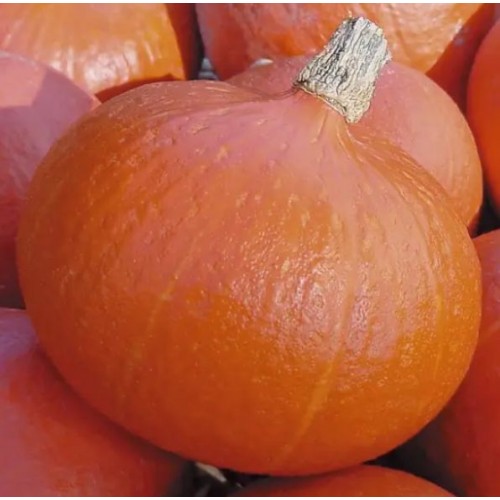 Насіння Гарбуза Учікі Курі F1 5шт ТМ LEDAAGRO