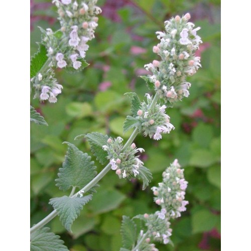 Насіння Котовника (котяча м'ята) Кентавр 0,2г ТМ Велес Насіння Котовника (котяча м'ята) Кентавр 0,2г ТМ Велес