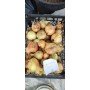 Озима цибуля саджанка Центуріон 1кг Голландія Broer