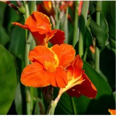 Насіння Канни крупноквіткова Індійська 5шт ТМ Професійне насіння