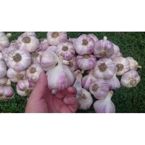 Часник озимий Любаша Україна 1 кг Часник озимий Любаша Україна 1 кг