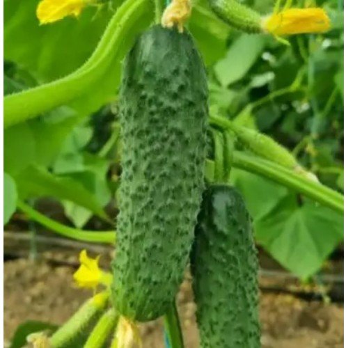 Насіння огірка Фурор F1 10шт ТМ LEDAAGRO