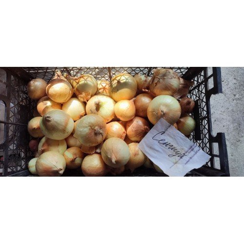 Озима цибуля саджанка Сеншуй 1кг Голландія Top Onion 