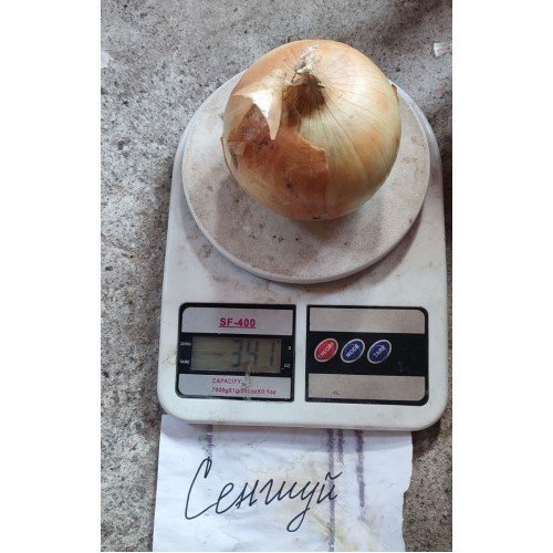 Озима цибуля саджанка Сеншуй 1кг Голландія Top Onion 