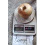Озима цибуля саджанка Сеншуй 1кг Голландія Top Onion 