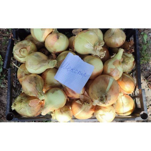 Озима цибуля саджанка Шекспір 1кг  Голландія Top Onion 