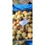 Озима цибуля саджанка Штур БС 20 (Stur BC 20) Голландія 1кг