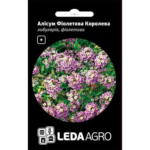 Насіння Алісуму Фіолетова королева 0,2г LEDAAGRO