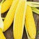 Насіння Кукурудзи