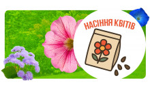 Насіння квітів