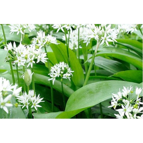 Насіння Черемші  Ведмежатко (Дикий часник) 0,2г ТМ Велес