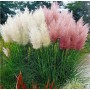 Насіння кортадерії Пампаське перо суміш 0,02г ТМ Професійне насіння Насіння кортадерії Пампаське перо суміш 0,02г ТМ Професійне насіння