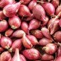 Озима цибуля саджанка ШАЛОТ Шелія (Бістро) 1кг Голландія 