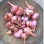 Озима цибуля саджанка ШАЛОТ Шелія (Бістро) 1кг Голландія 