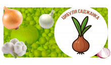 Цибуля саджанка
