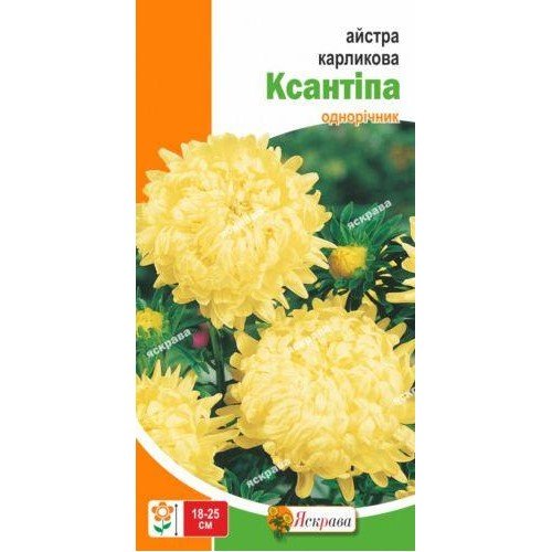 Насіння айстри карликової Ксантіпа 0,3г ТМ ЯСКРАВА