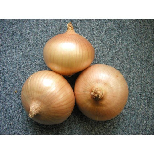 Озима цибуля саджанка Августа Голландія Top Onion 1 кг