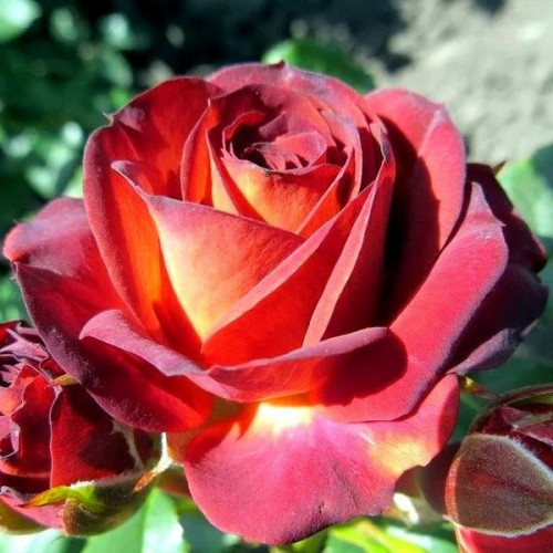 Троянда спрей Браун Шугер 1 шт