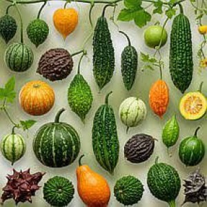 Насіння Екзотичних рослин