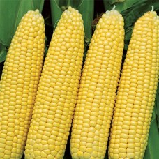 Кукурудза кормова Любава 279 МВ  на вагу 1 кг