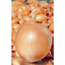 Озима цибуля саджанка Корадо Голландія 1 кг Top Onion