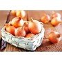 Озима цибуля саджанка Сеншуй 1кг Голландія Top Onion 