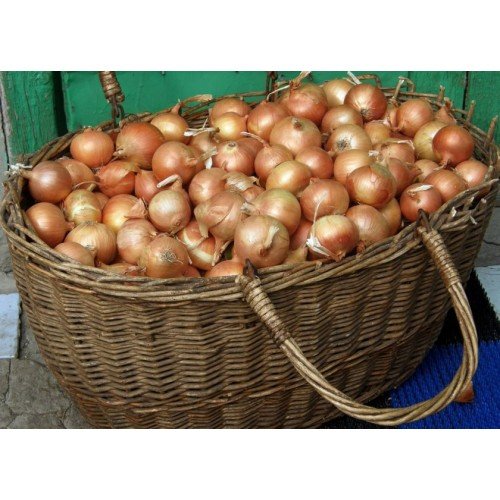 Озима цибуля саджанка Сеншуй 1кг Голландія Top Onion 