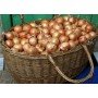 Озима цибуля саджанка Сеншуй 1кг Голландія Top Onion 