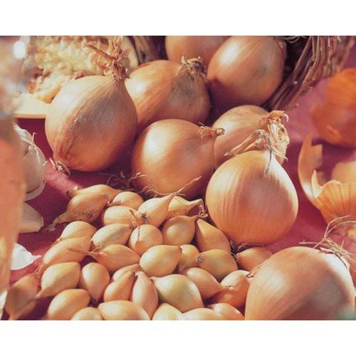 Озима цибуля саджанка Сеншуй 1кг Голландія Top Onion 