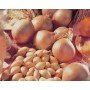 Озима цибуля саджанка Сеншуй 1кг Голландія Top Onion 