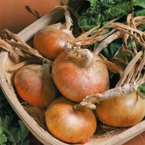 Озима цибуля саджанка Сеншуй 1кг Голландія Top Onion 