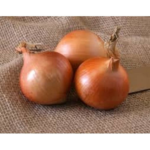 Озима цибуля саджанка Шекспір 0.5 кг Голландія Top Onion