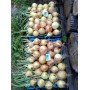 Озима цибуля саджанка Трой Голландія 1кг Broer