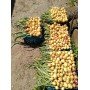 Озима цибуля саджанка Трой Голландія 1кг Broer