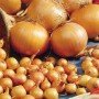 Озима цибуля саджанка Трой Голландія 1кг Broer