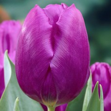 Цибулини тюльпану Purple Prince 1шт